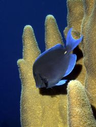 nothing but a tang by Jon Kreider 